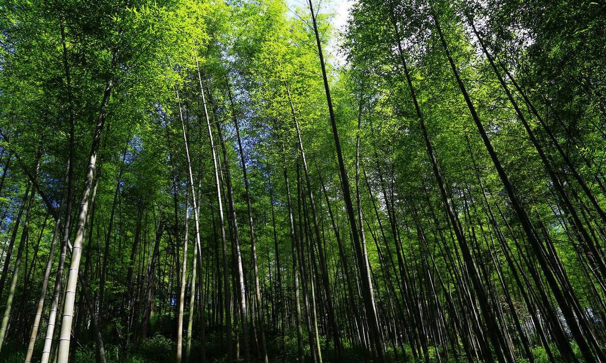井冈山竹林